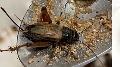 Un grillo sobre una cuchara de laboratorio