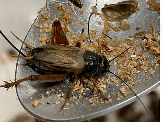 Un grillo sobre una cuchara de laboratorio