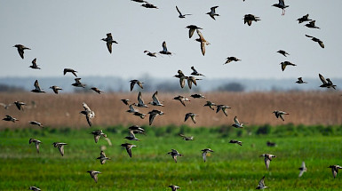 aves volando sobre el pasto