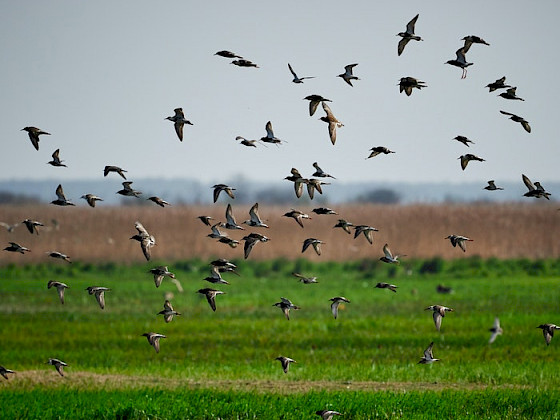 aves volando sobre el pasto