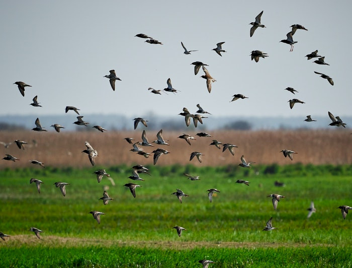 aves volando sobre el pasto