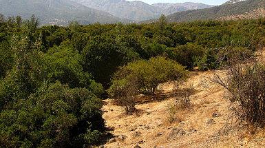 Los resultados indican que la regeneración natural vía germinación en bosques esclerófilos es extremadamente baja, por lo que esta tendencia podría llevar a su extinción en el largo plazo.