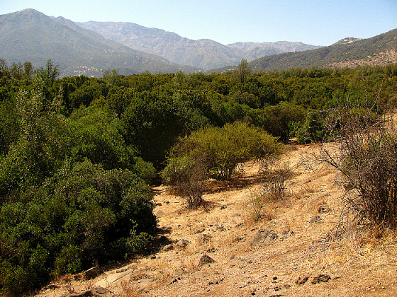 Los resultados indican que la regeneración natural vía germinación en bosques esclerófilos es extremadamente baja, por lo que esta tendencia podría llevar a su extinción en el largo plazo.