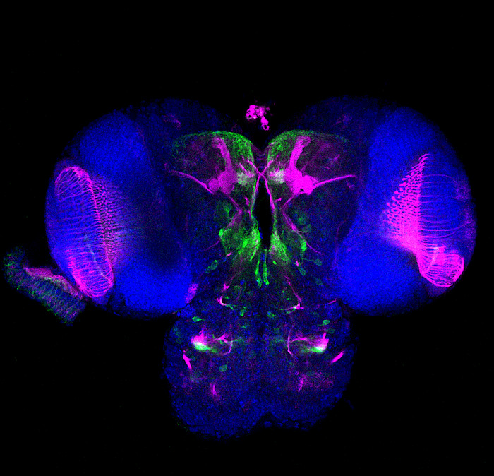 Fly brain with different colors.
