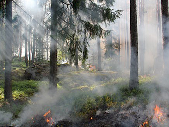 Incendios forestales.- Foto Pexels