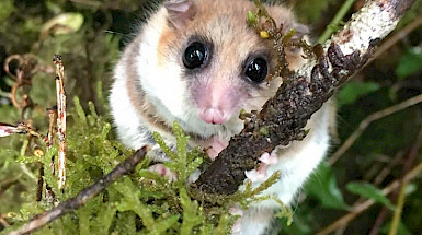 Monito del Monte.- Foto Roberto Nespolo