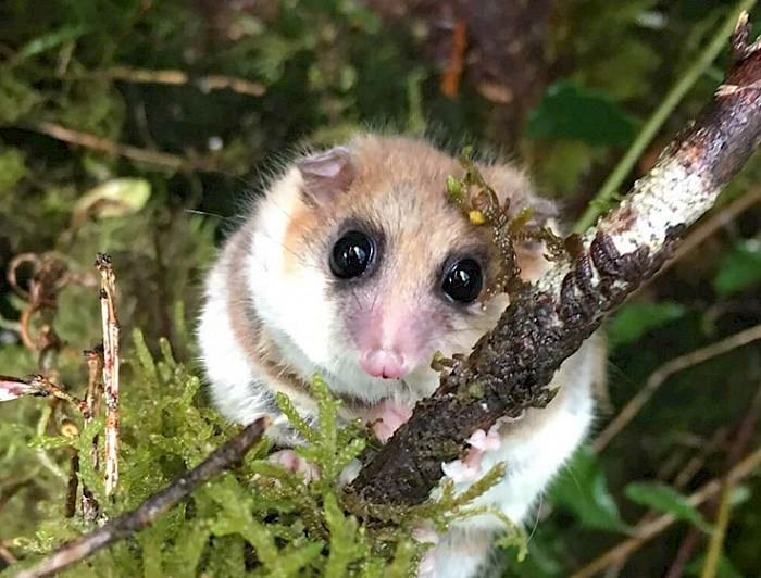 Monito del Monte.- Foto Roberto Nespolo