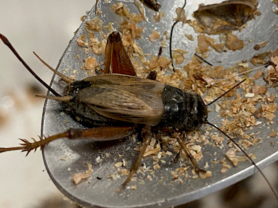 a close up of a cricket on a spoon