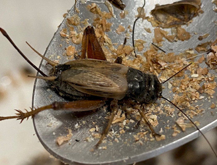 a close up of a cricket on a spoon