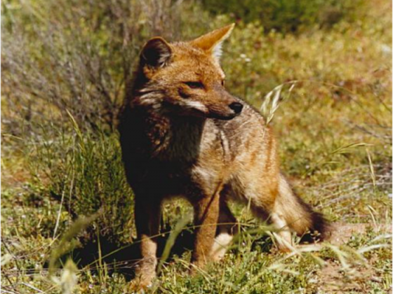 Zorro Culpeo, una de las especies que está en la muestra. Foto Colección Patricio Sánchez.