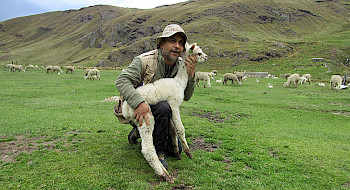 El profesor Bonacic junto a una alpaca recién nacida en la estación experimental de la Universidad de Huancavelica (Perú).
