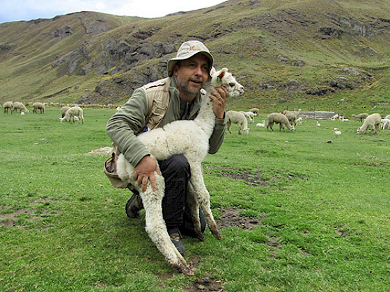 El profesor Bonacic junto a una alpaca recién nacida en la estación experimental de la Universidad de Huancavelica (Perú).