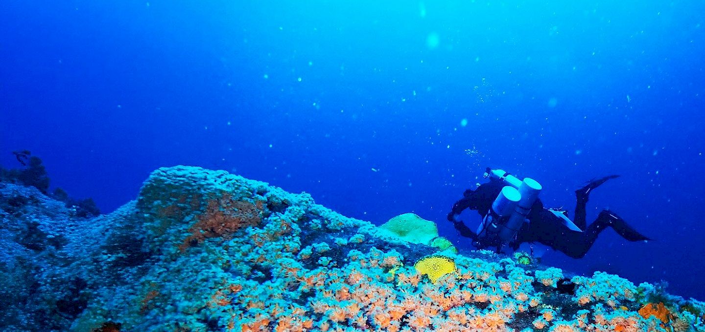 Diver investigating on Deep Sea Reefs