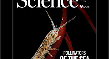 Portada revista Science con el título Pollinators of the sea.