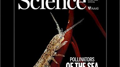 Portada revista Science con el título Pollinators of the sea.