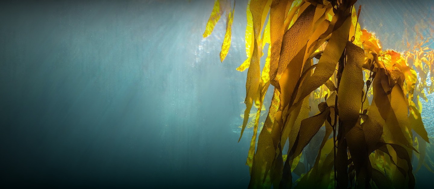 seaweed under water