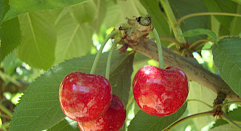 Frutos de cerezas en árbol