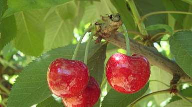 Frutos de cerezas en árbol