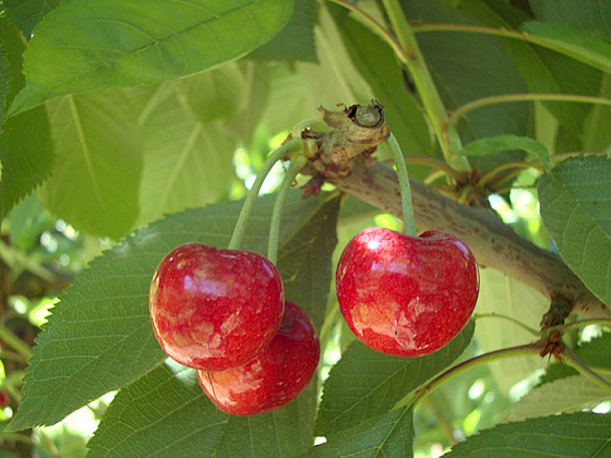 Frutos de cerezas en árbol