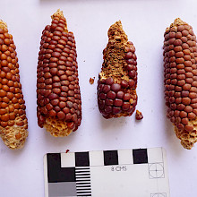 Mazorcas de maíz prehispánico