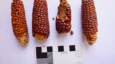 Mazorcas de maíz prehispánico
