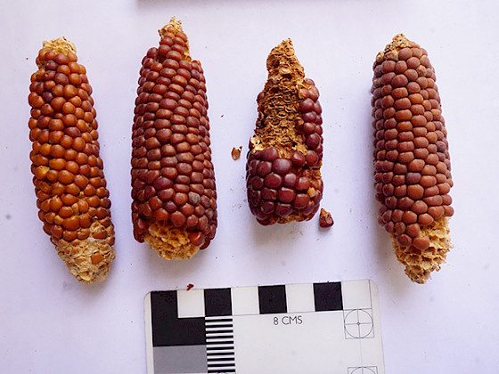 Mazorcas de maíz rojo ordenadas sobre una regla.