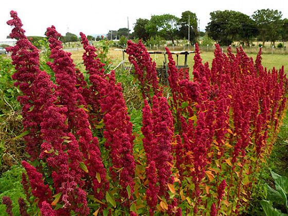 En la imagen se ve una variedad de quinoa chilota.