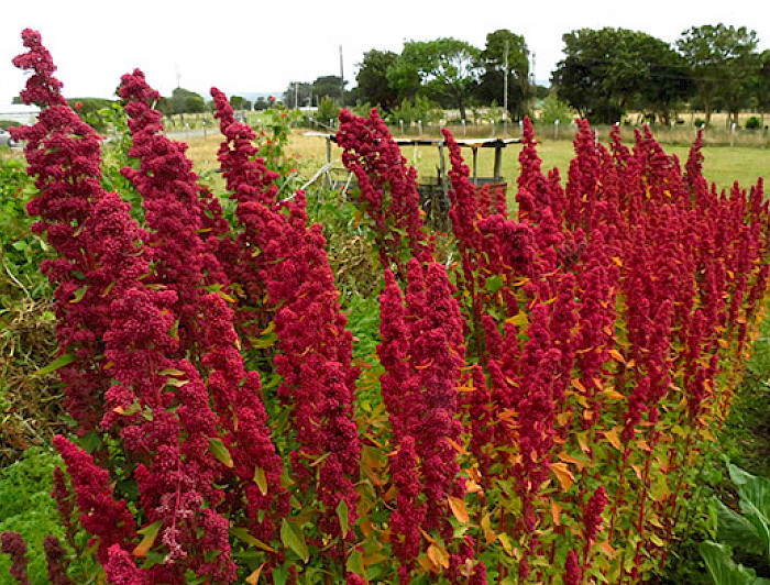 En la imagen se ve una variedad de quinoa chilota.
