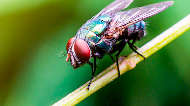 A fly is on a green branch.