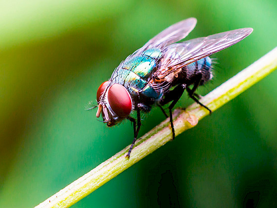 A fly is on a green branch.