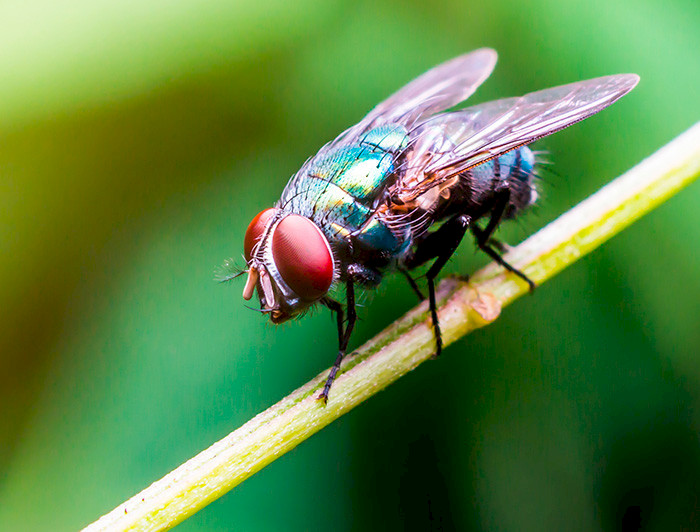 A fly is on a green branch.