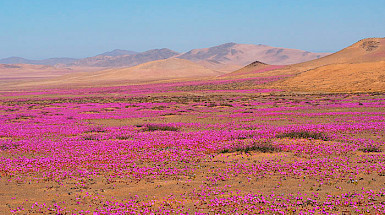A photo of the Flowering Desert. The sky is blue, a few hills are on the back, and the floor is almost full of fuchsia flowers (Rock Purslane).