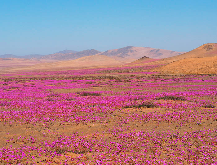 A photo of the Flowering Desert. The sky is blue, a few hills are on the back, and the floor is almost full of fuchsia flowers (Rock Purslane).
