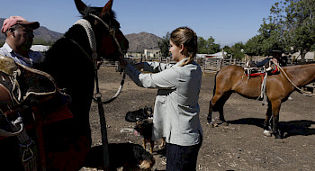 Veterinaria, caballos.- Foto Dirección de Comunicaciones