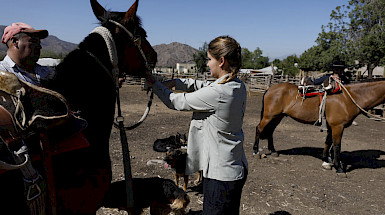 Veterinaria, caballos.- Foto Dirección de Comunicaciones