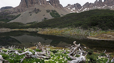 Photo: Dientes de Navarino. In the back are brown and green hills. In the front are some white and brown roots above the green grass. In the middle of both is water.