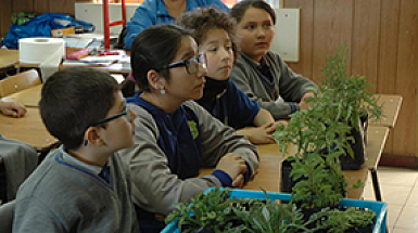 Niños de Limarí con maceteros en sus escritorios dentro de la sala de clases