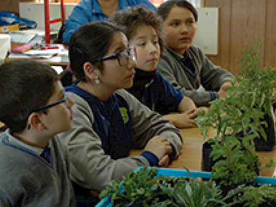 Niños de Limarí con maceteros en sus escritorios dentro de la sala de clases