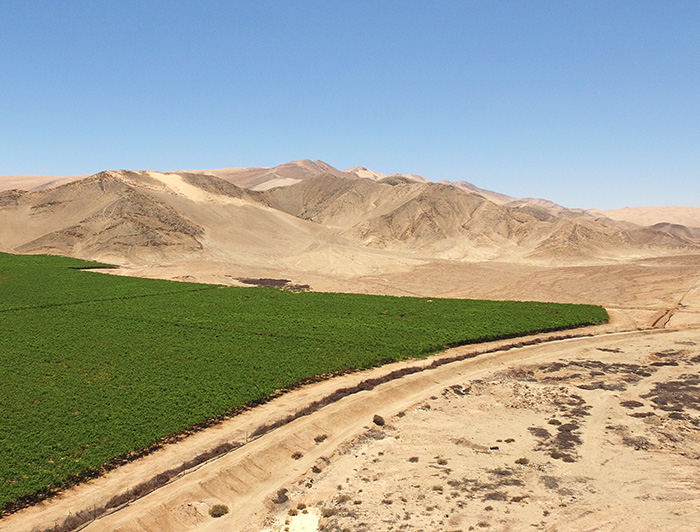 Agricultura en el desierto