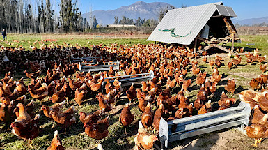 Gallinas en un prado de pasto con árboles al fondo.