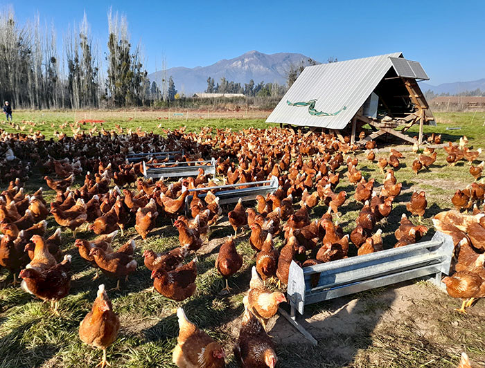 Gallinas en un prado de pasto con árboles al fondo.