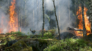 árboles y llamas de fuego