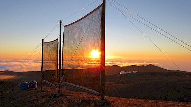 Atrapanieblas en el atardecer del desierto.