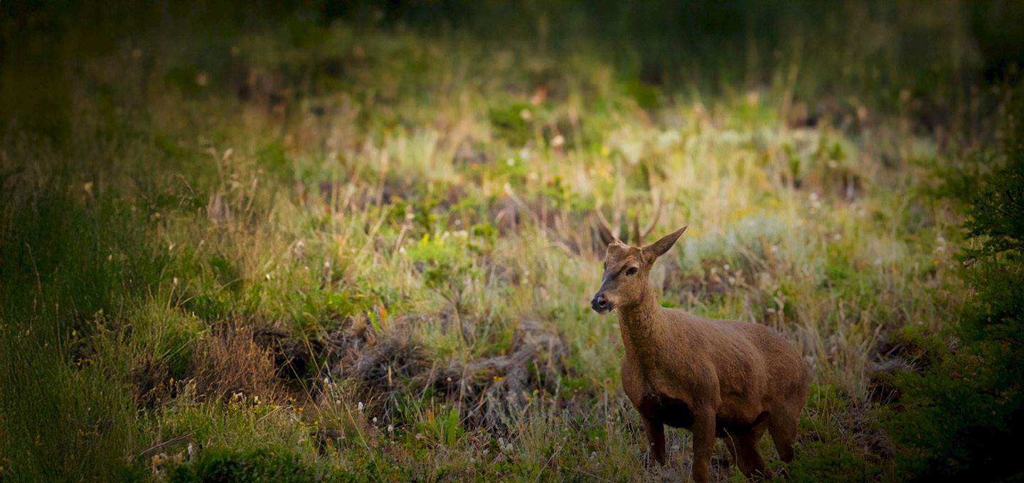 Huemul