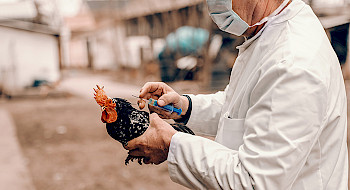 Persona con mascarilla y delantal blanco sostiene una gallina y una jeringa