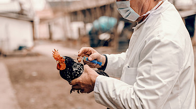 Persona con mascarilla y delantal blanco sostiene una gallina y una jeringa