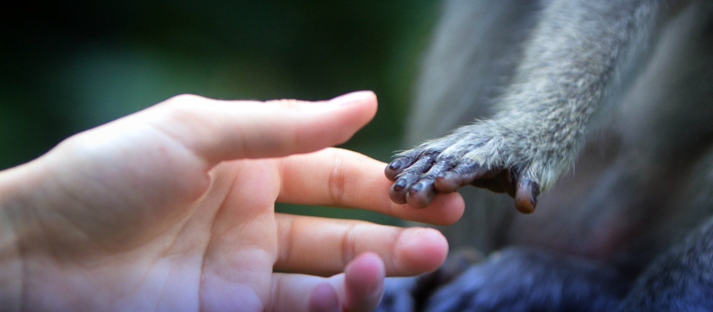 Una mano humana sostiene una mano animal