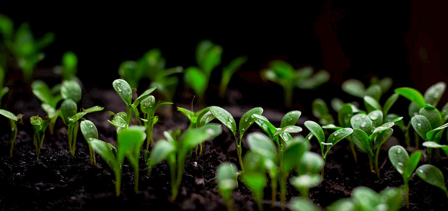 Plants Germinating in the Soil