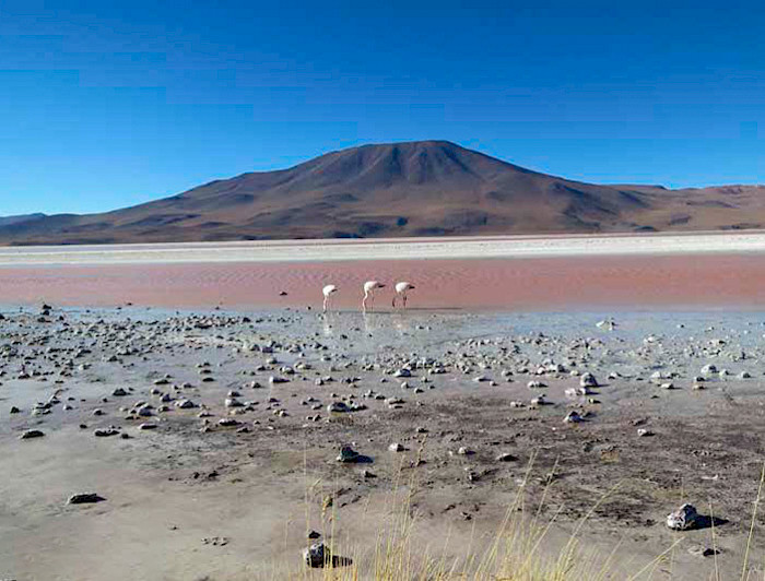 Salar de Atacama con unos flamencos en el fondo