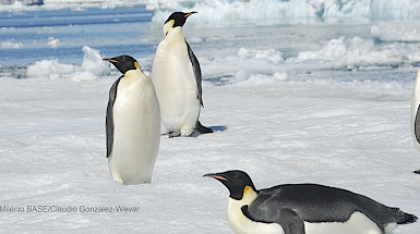 Pingüinos emperador sobre el hielo de la antártica.